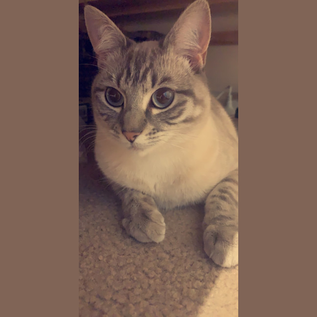Photo of Luna Blue Eyes