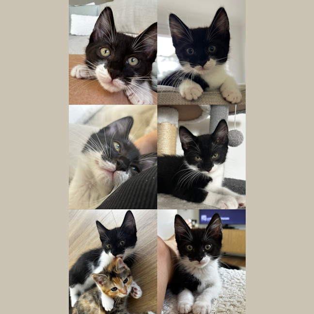 Photo of 🍪🍫 Oreo 🍫🍪