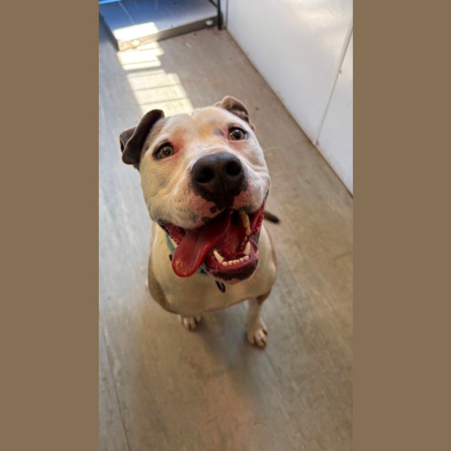 Photo of Tootsie Roll