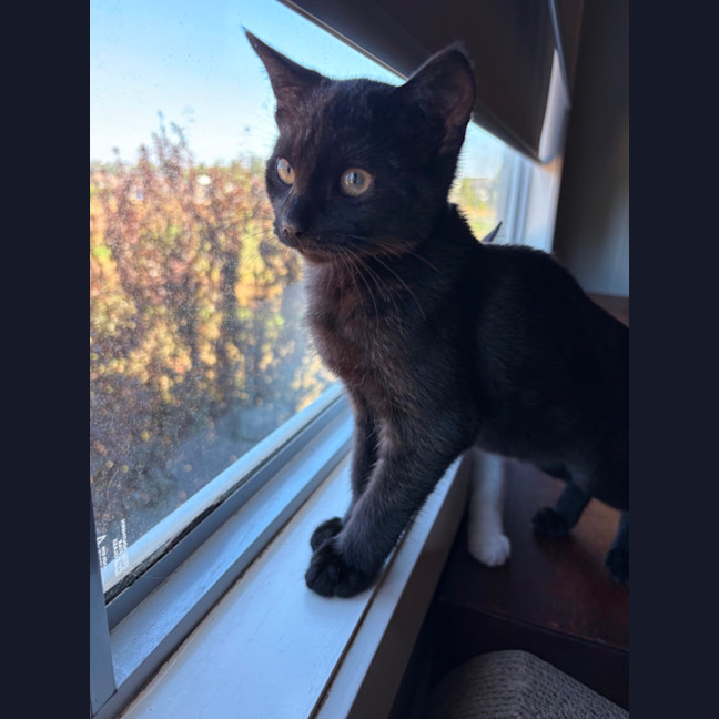 Photo of Zoro