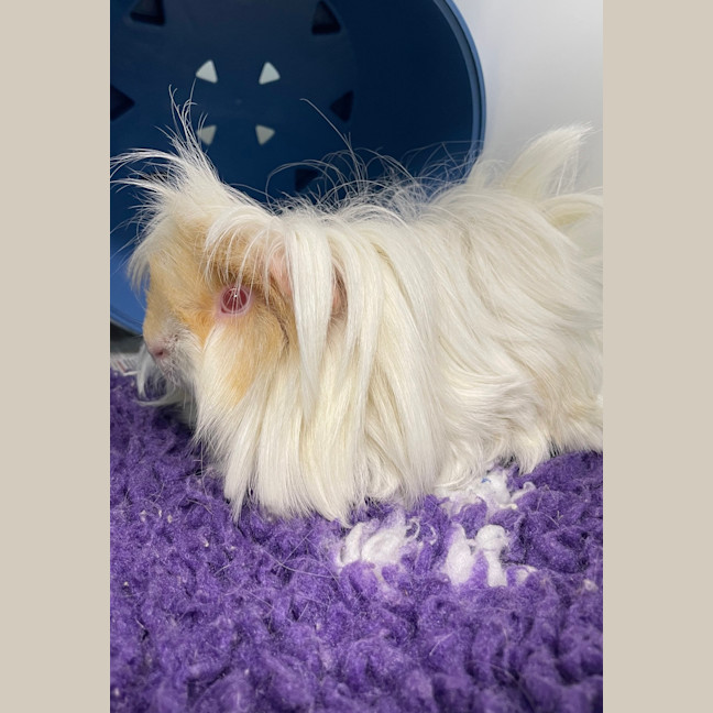 Photo of Sparky (Bonded To Oreo)