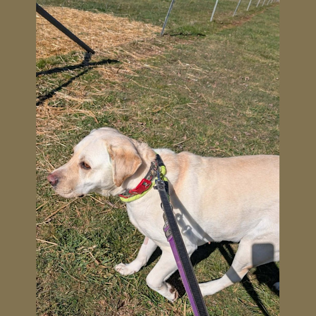 Photo of Layla