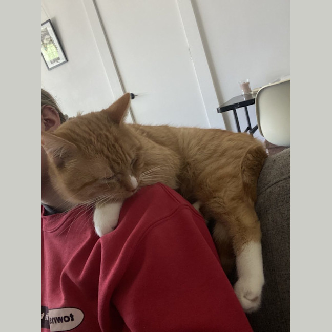 Photo of Pie   Special Needs