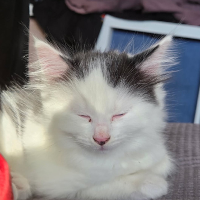 Photo of Jellybean