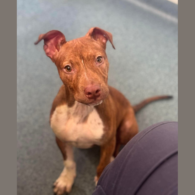 Photo of Sassy   4 Month Old American Staffy X