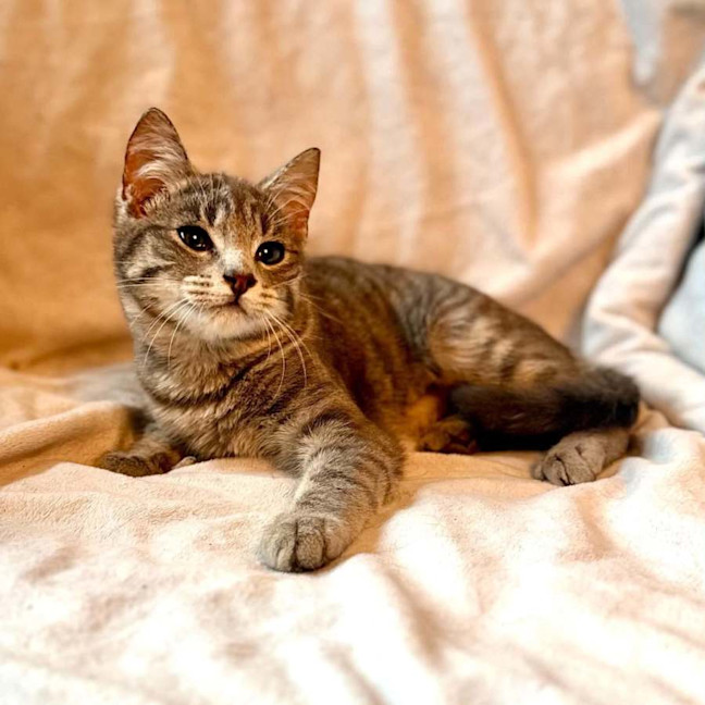 Photo of Millie   In Foster Care In Templestowe
