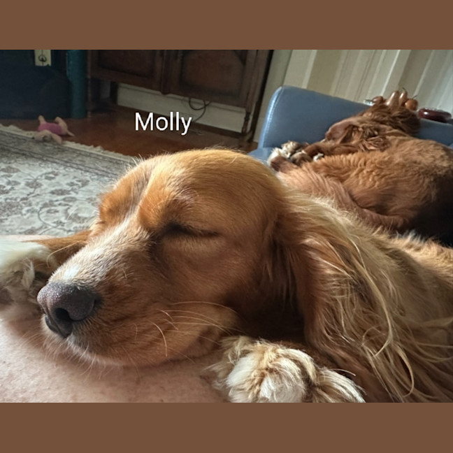 Photo of Gypsy & Molly   4 Year Old Cavoodles