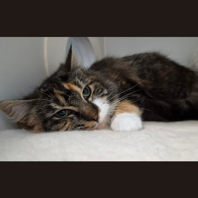 Photo of Cora