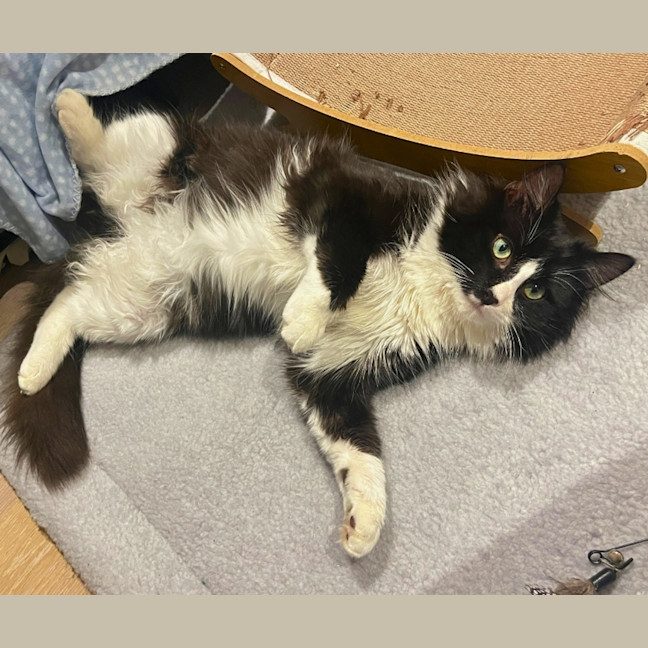 Photo of Bobo