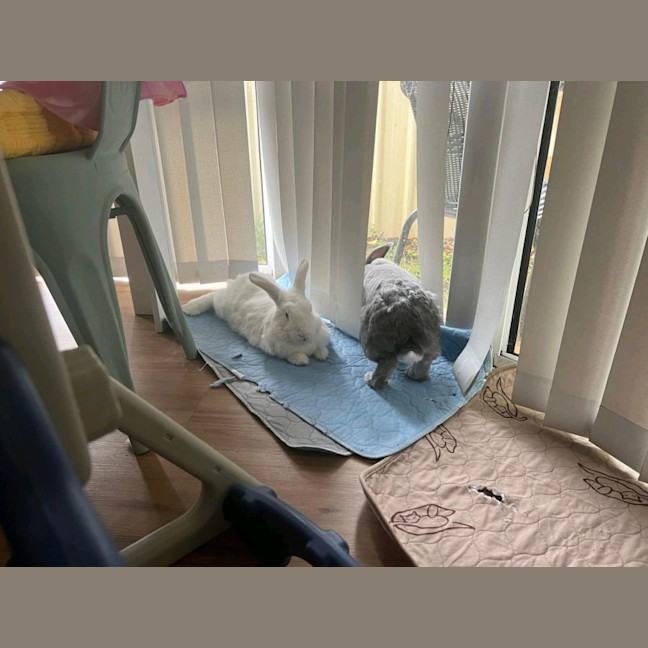 Photo of Alon (W Just Millie)