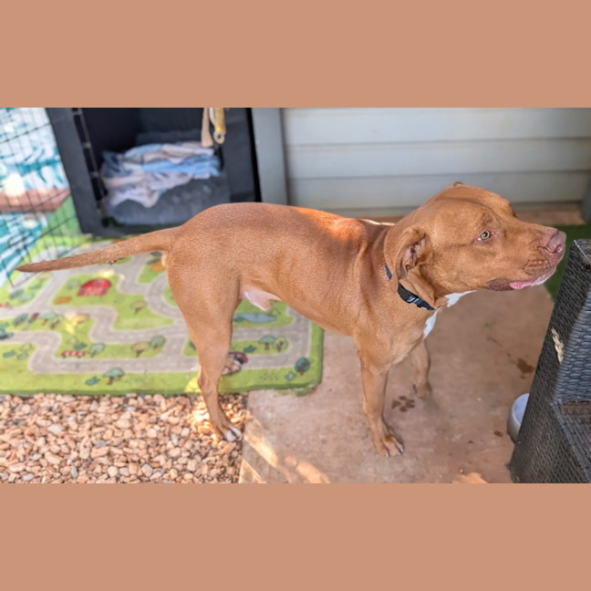Photo of Samson