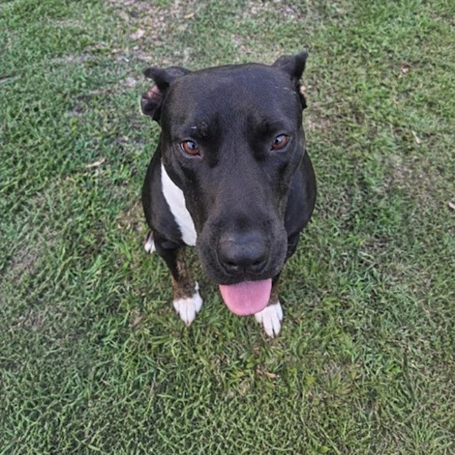Photo of Koda *$250 Adoption Fee*