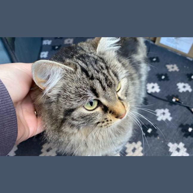 Photo of Juniper