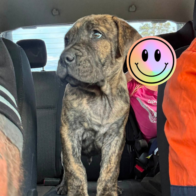 Photo of Banjo