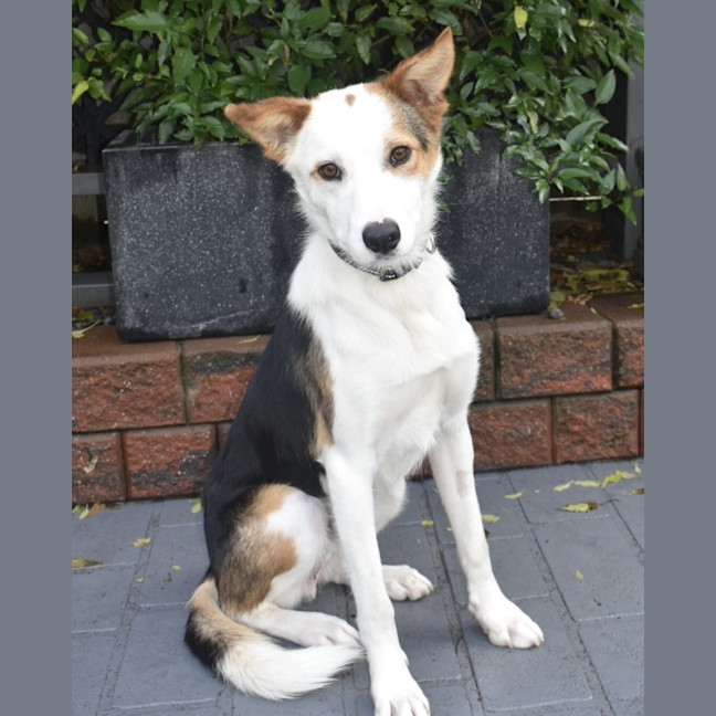 Photo of Tripp