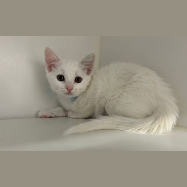 Photo of Snowy
