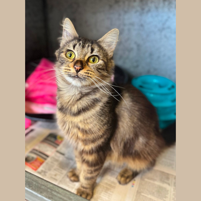 Photo of Zulu