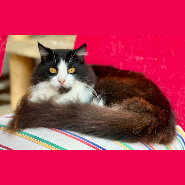 Photo of Chase Brushtail