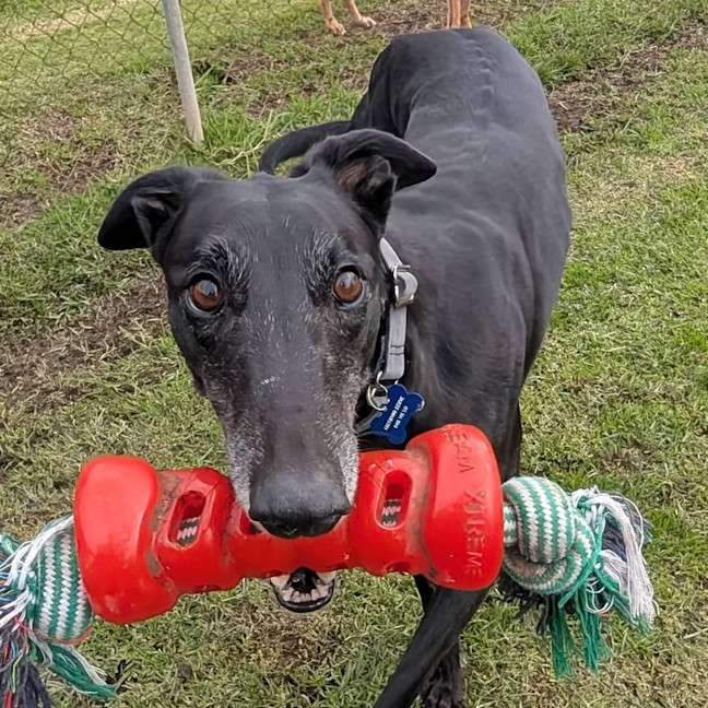 Photo of Muttley