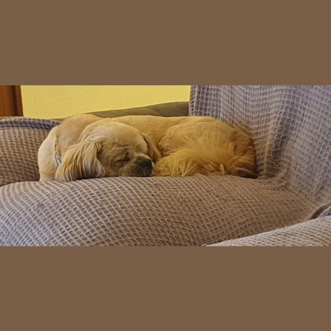 Photo of Peaches
