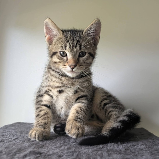 Photo of Kris Kringle