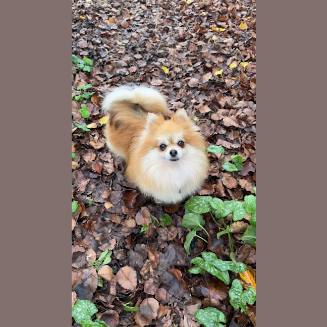 Photo of Zolita