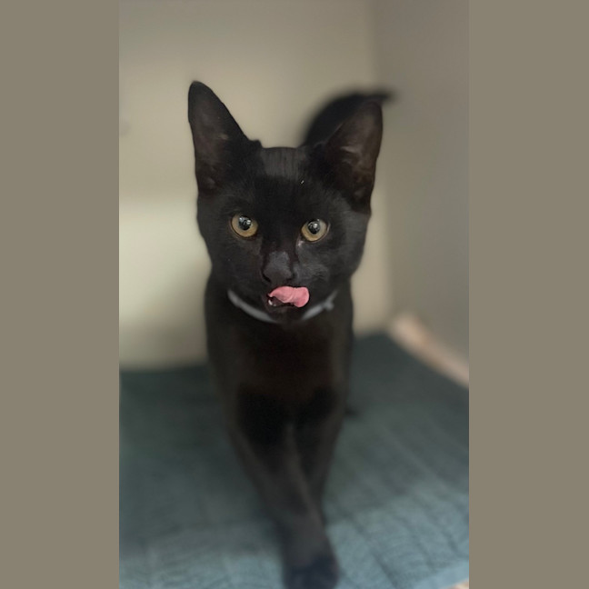 Photo of Jett (9001)