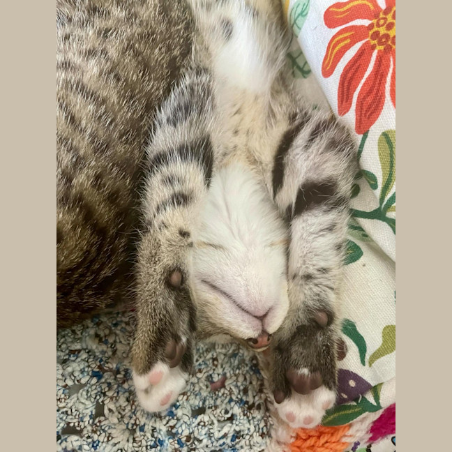 Photo of Teddy