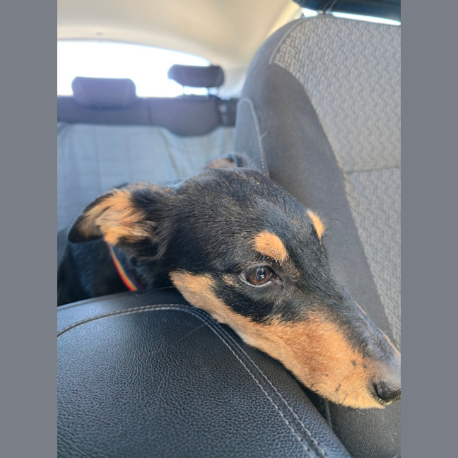 Photo of Bindi