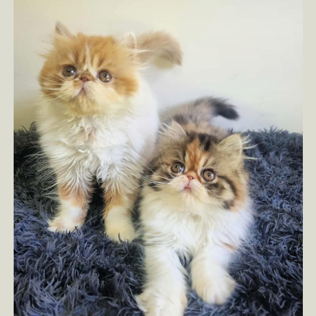 Photo of 🦄Lucille & Maeby🦄