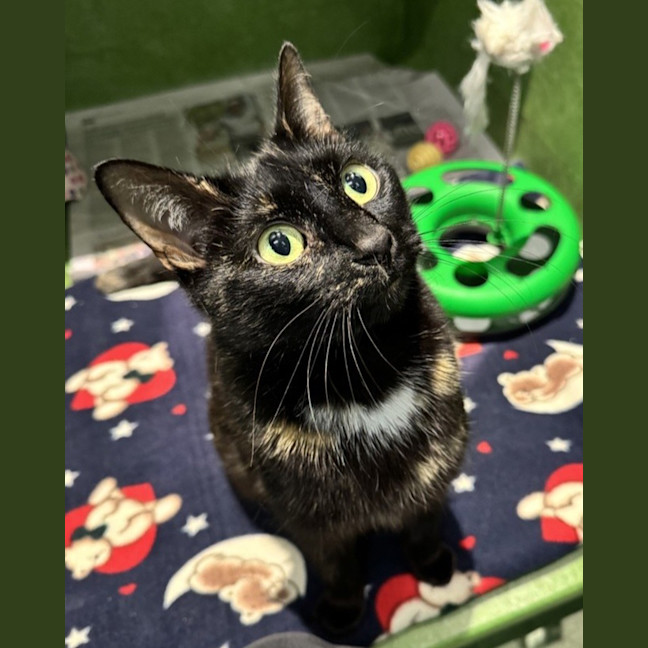 Photo of Bellatrix