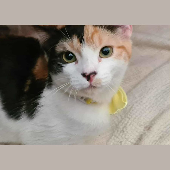 Photo of Phoenix And Helia