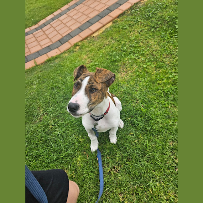 Photo of Milo