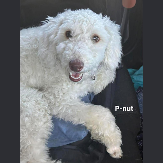 Photo of P Nut