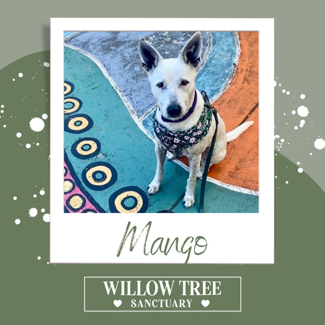 Photo of Mango