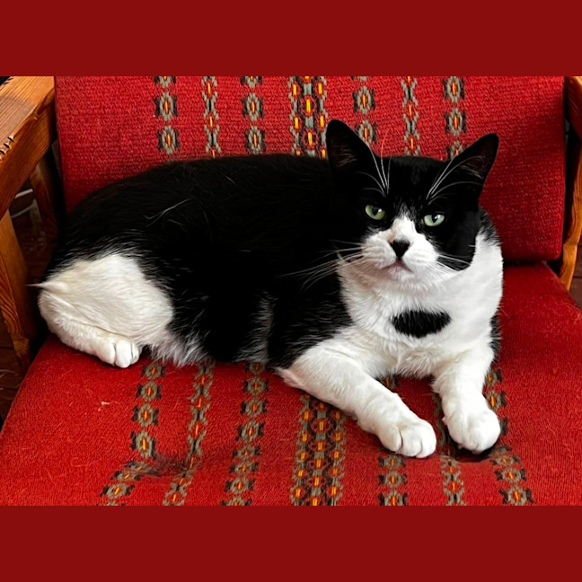 Photo of Bruce* 9 Lives Project Rescue*