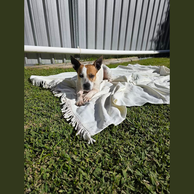 Photo of Sheila   2 Year Old Staffy X