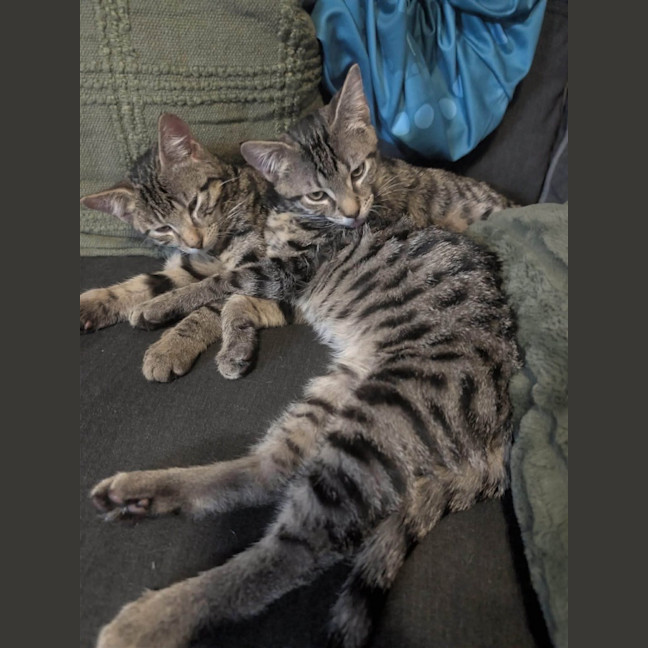 Photo of Ziggy