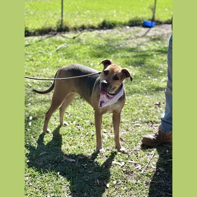 Photo of Mali *$250 Adoption Fee*