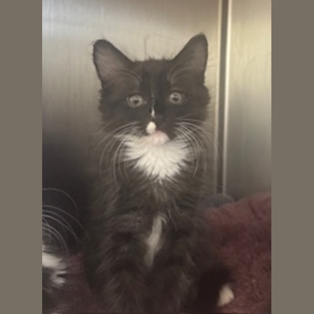 Photo of Gismo 