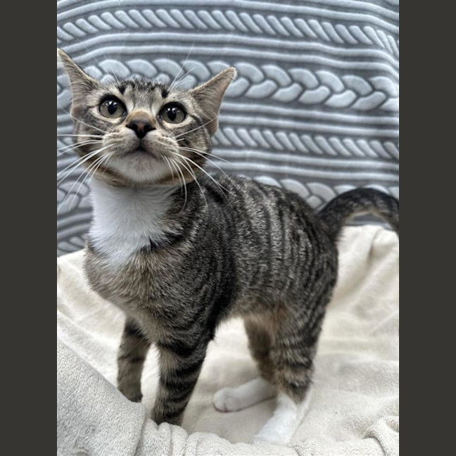 Photo of Mango