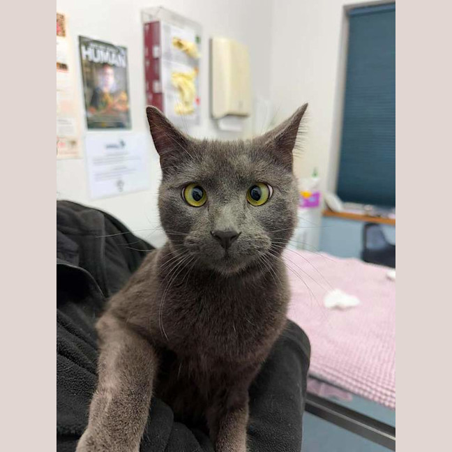 Photo of Milo