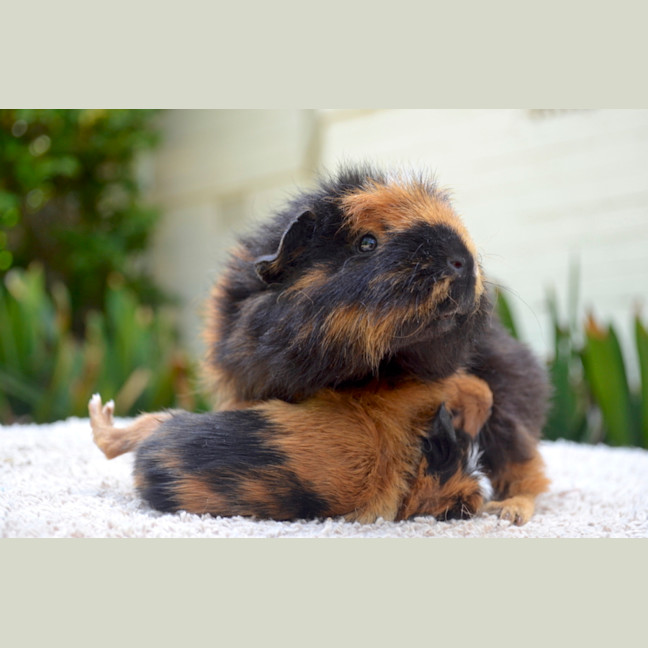 Photo of Miss Bumbles