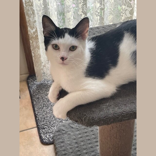 Photo of Squig (Was Oreo)
