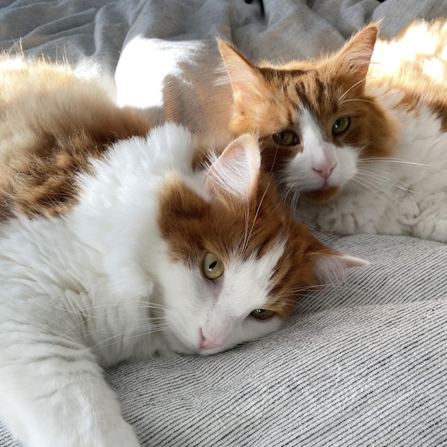 Photo of Ronnie Sua013145 & Oska Sua013144