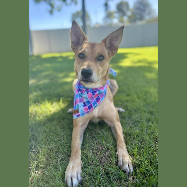 Photo of Frankie