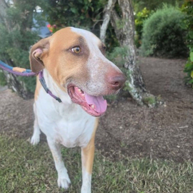 Photo of Rusty *$250 Adoption Fee*