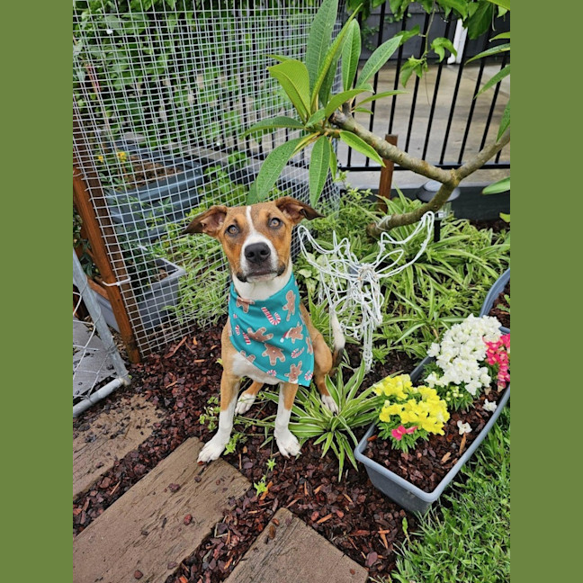 Photo of Gidget *$350 Adoption Fee*