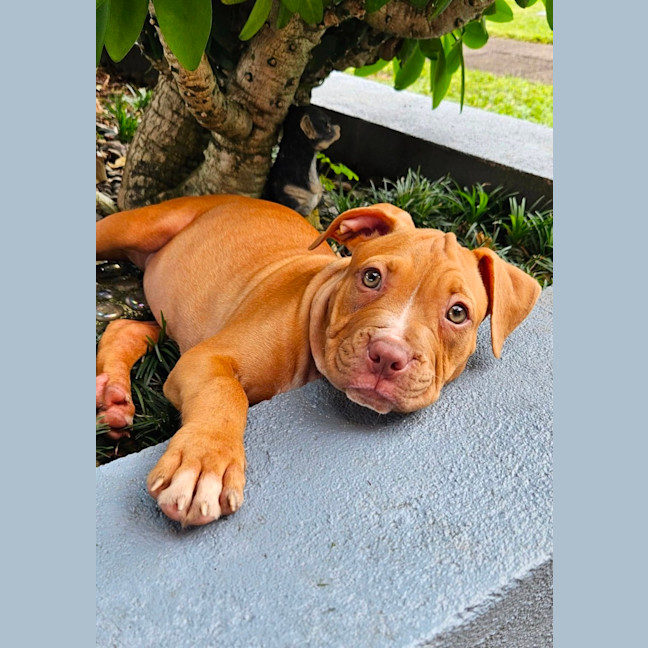 Photo of Chester