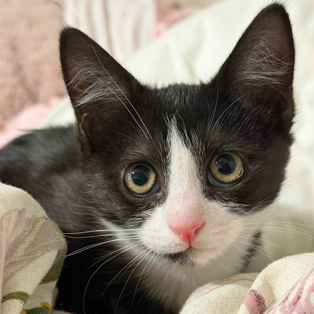 Photo of Tod